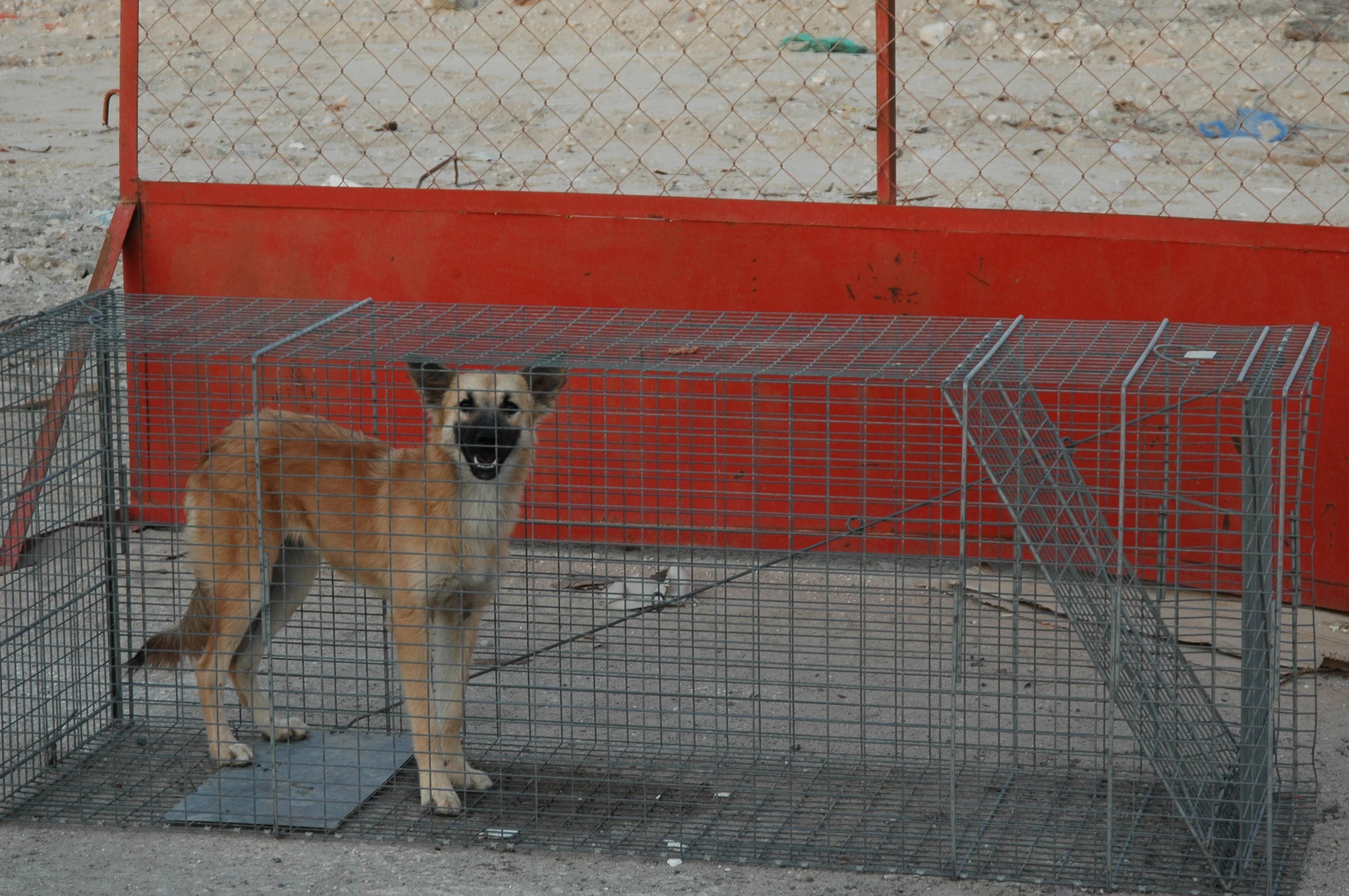 Animal trap with padded flooring shown outdoors, built for safe capture and minimal stress during humane wildlife handling.