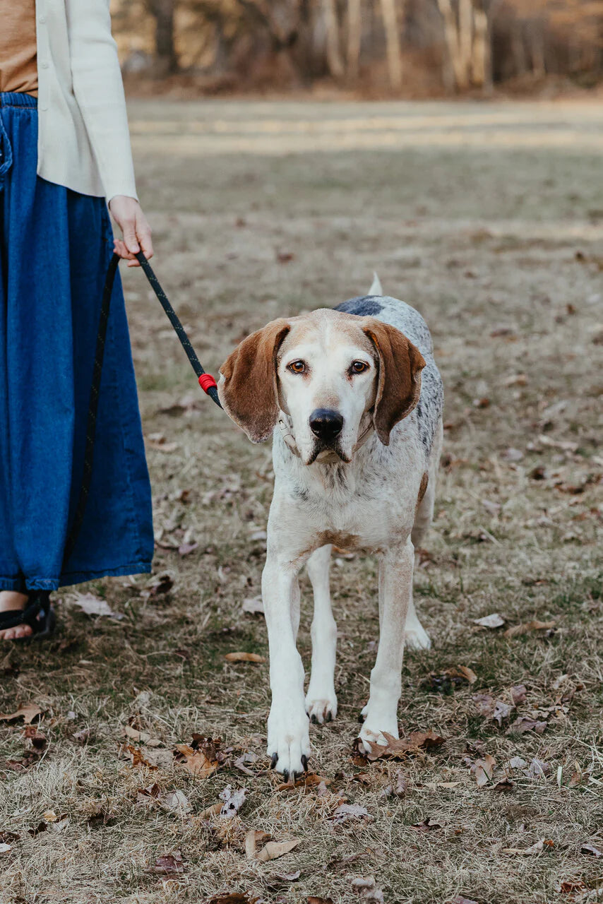 Dual Control Leash, 7'
