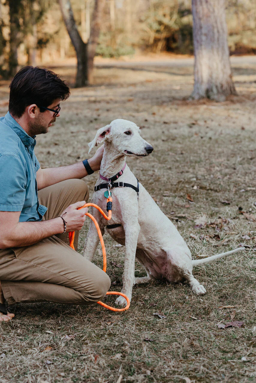 Essential Rope Dog Leash - Large