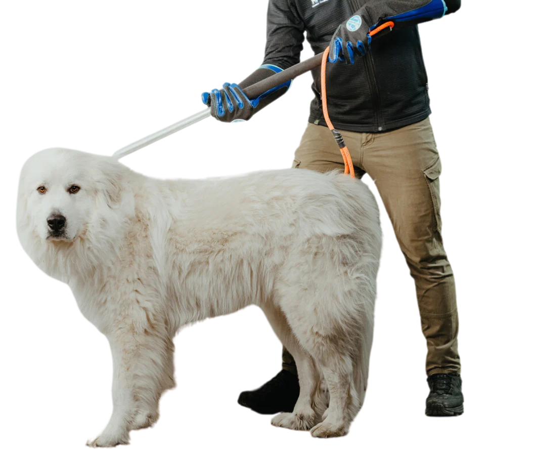 Freeman leash pole with black shaft and red handle, displayed vertically to show loop attachment and control grip.