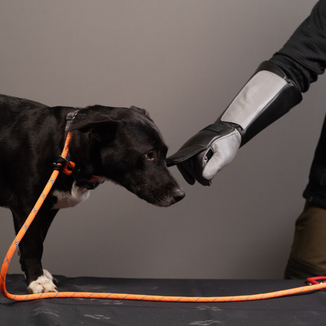 Praetorian Pro Dog Handling Glove