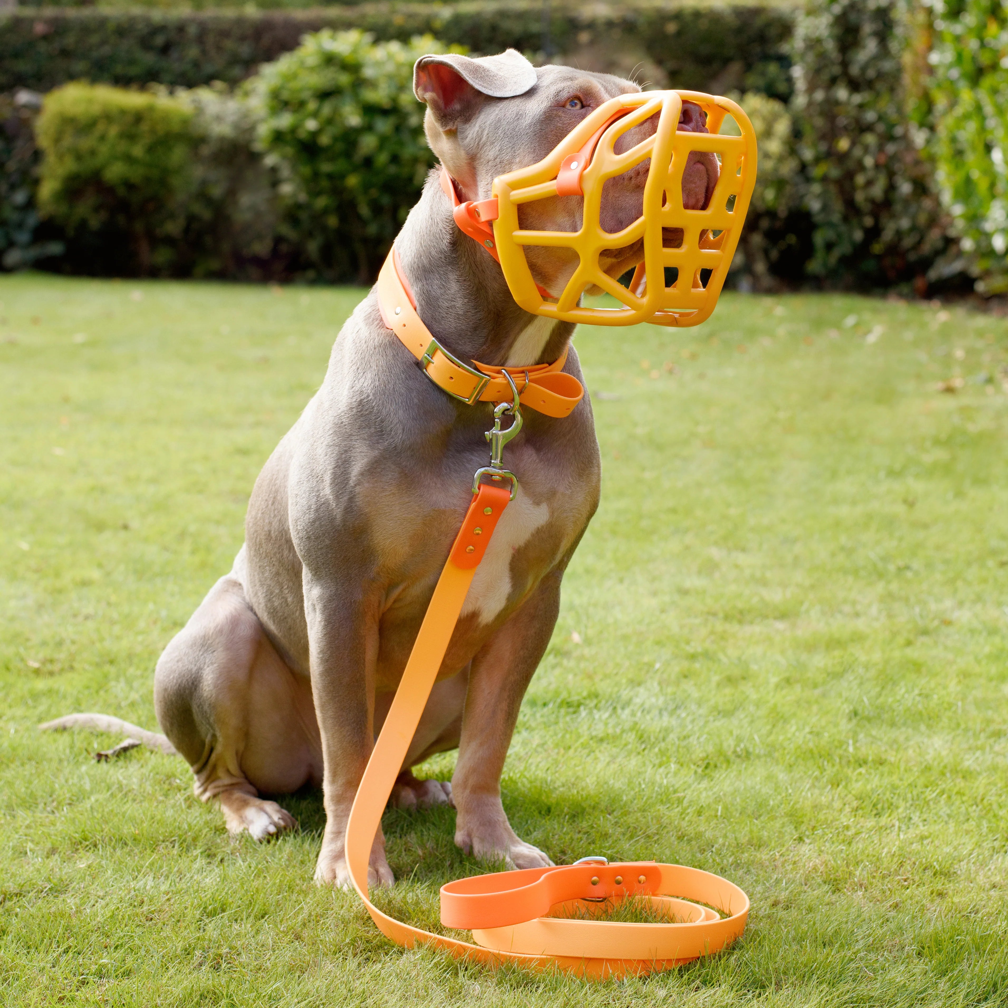 The Muzzle Movement Canine Professional Size Bundle, Multi-Colored