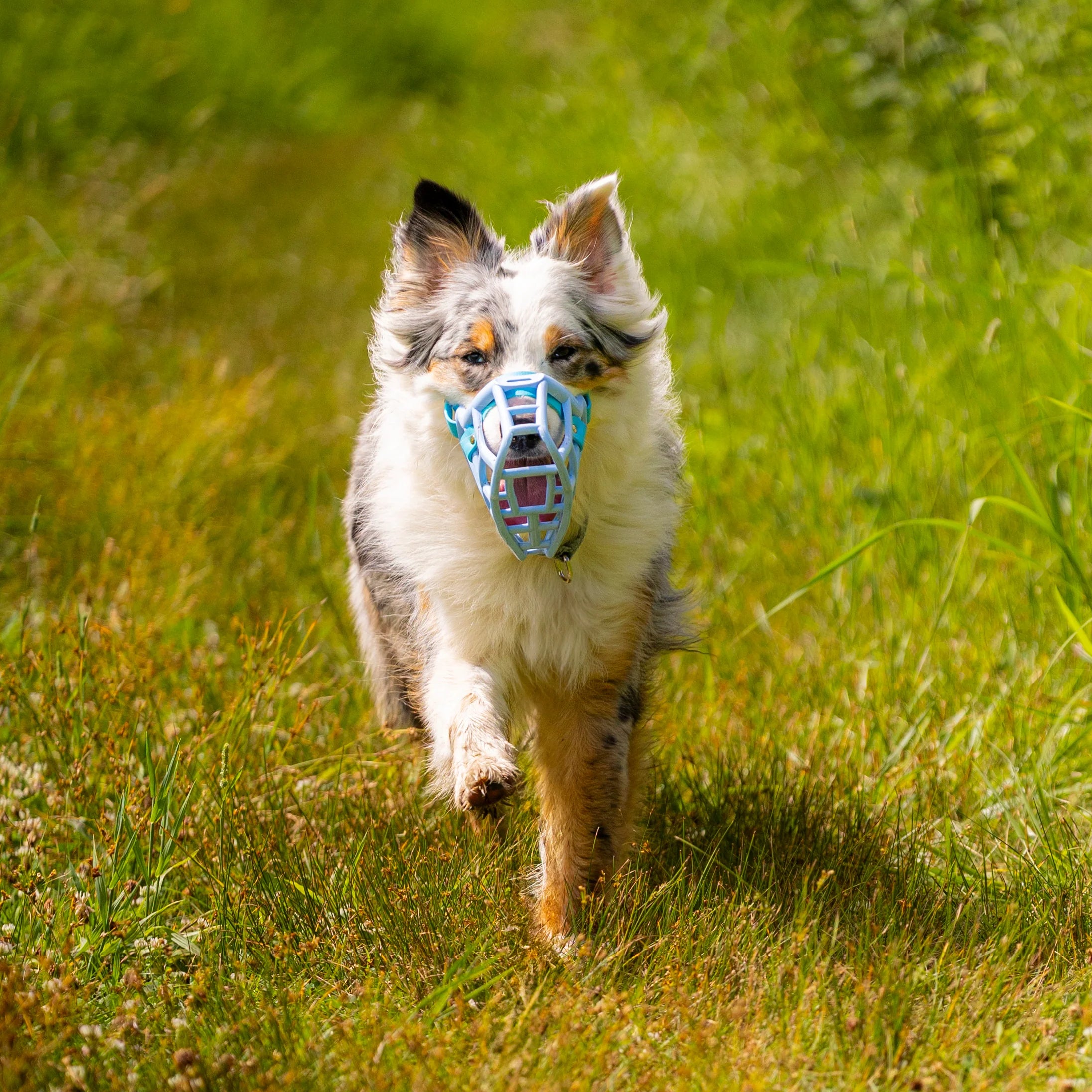 The Muzzle Movement Canine Professional Size Bundle, Multi-Colored