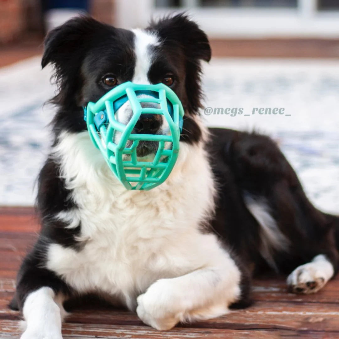 The Muzzle Movement Canine Professional Size Bundle, Multi-Colored