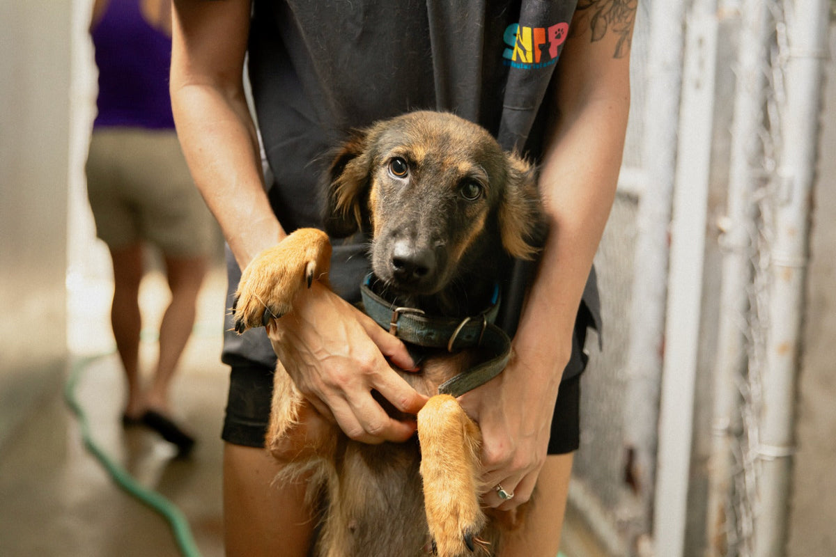 Shelters & Rescues