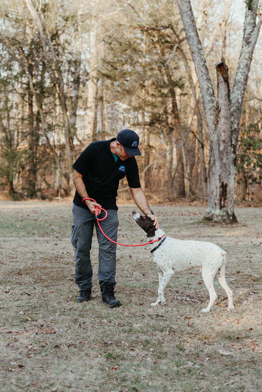 A better leash.