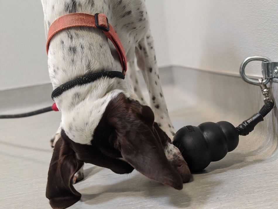 Behavior Leash System