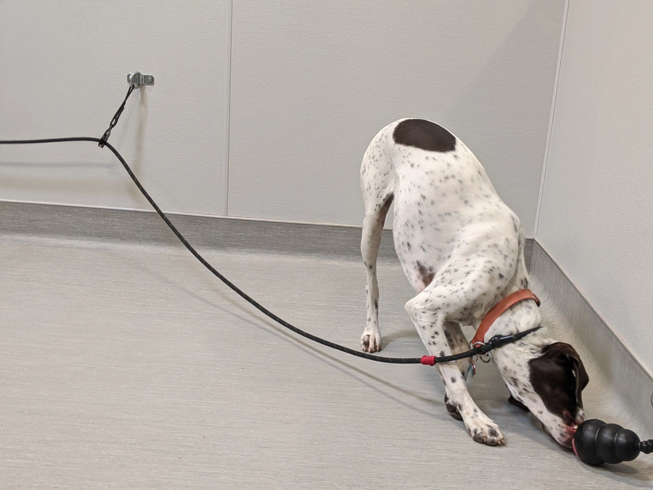 Behavior Leash System