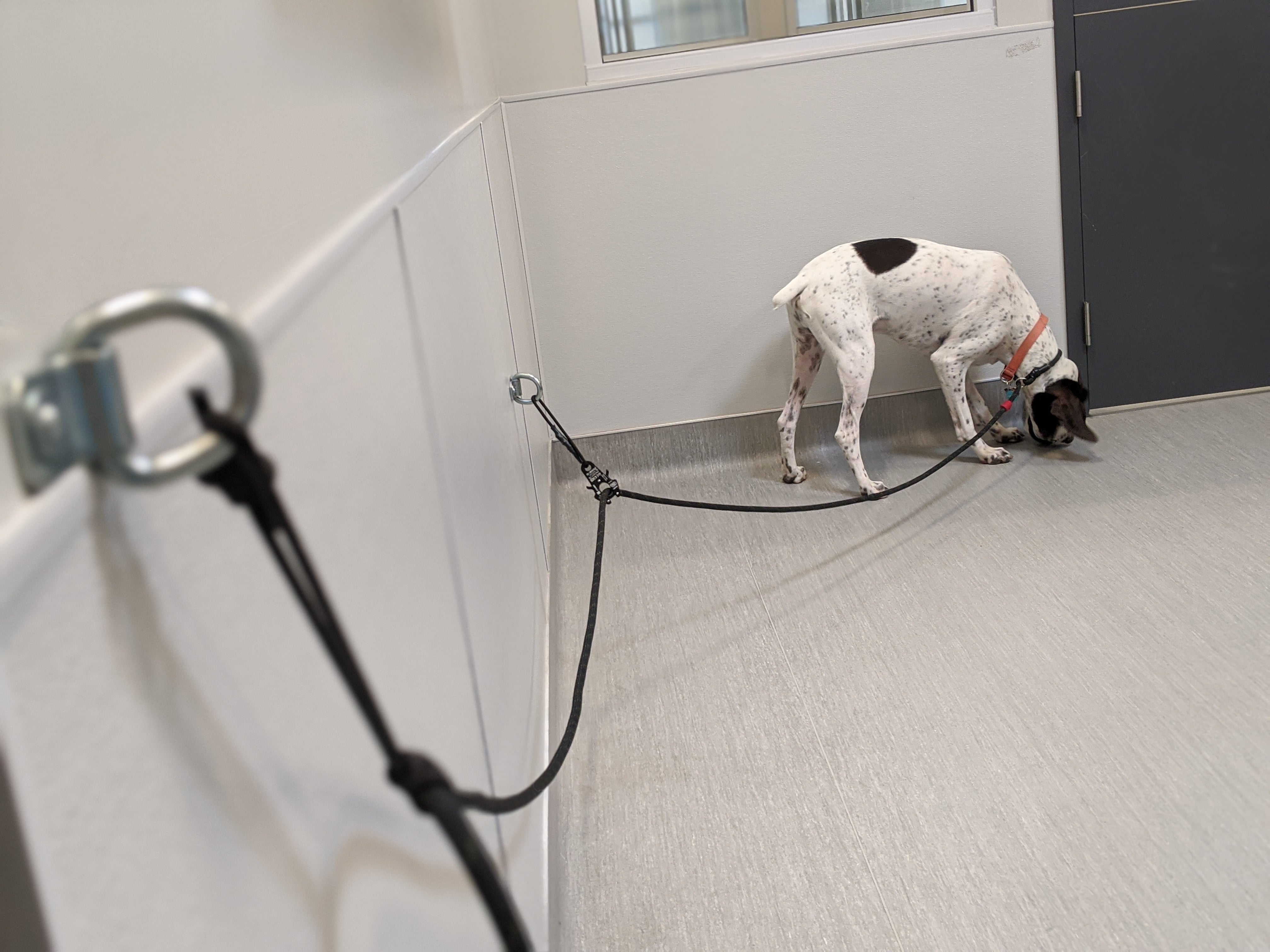 Behavior Leash System