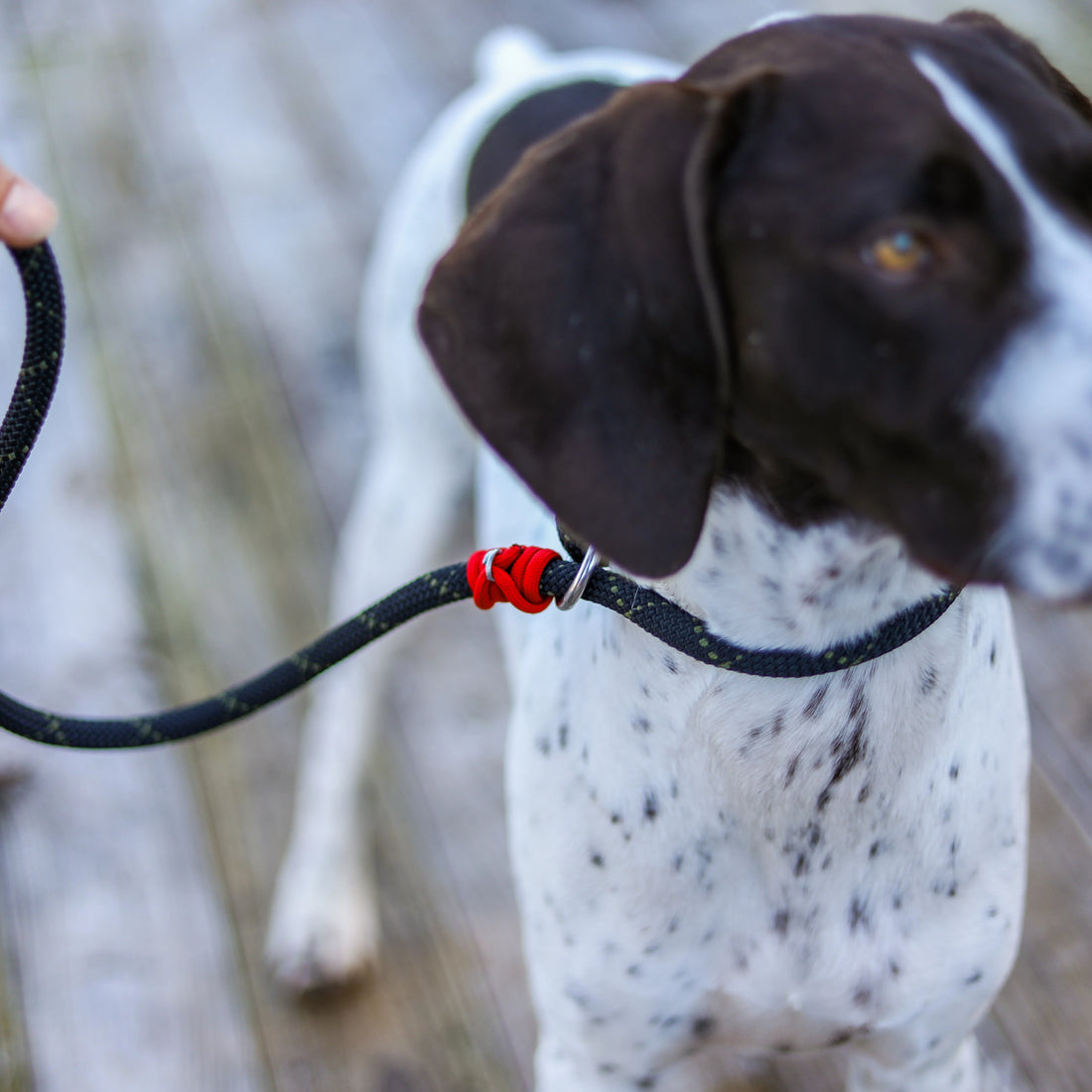 Golden retriever with muzzle outdoors, wearing secure Humane Innovations gear designed for safety, control, and comfort.