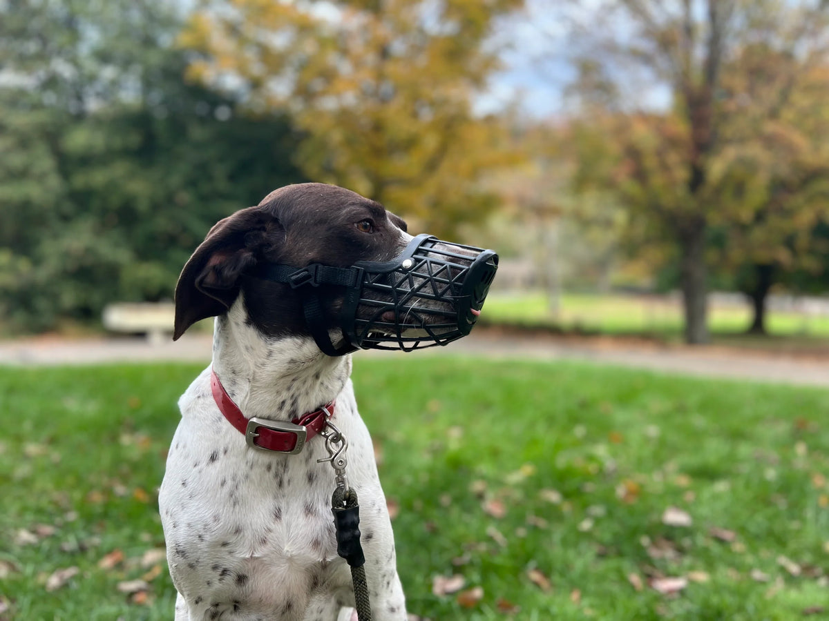 Dog wearing tan muzzle outdoors with ears up, showing full side profile of Humane Innovations’ breathable restraint gear.