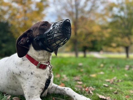 Tan dog muzzle resting on a neutral surface, showcasing breathable mesh and reinforced build from Humane Innovations.
