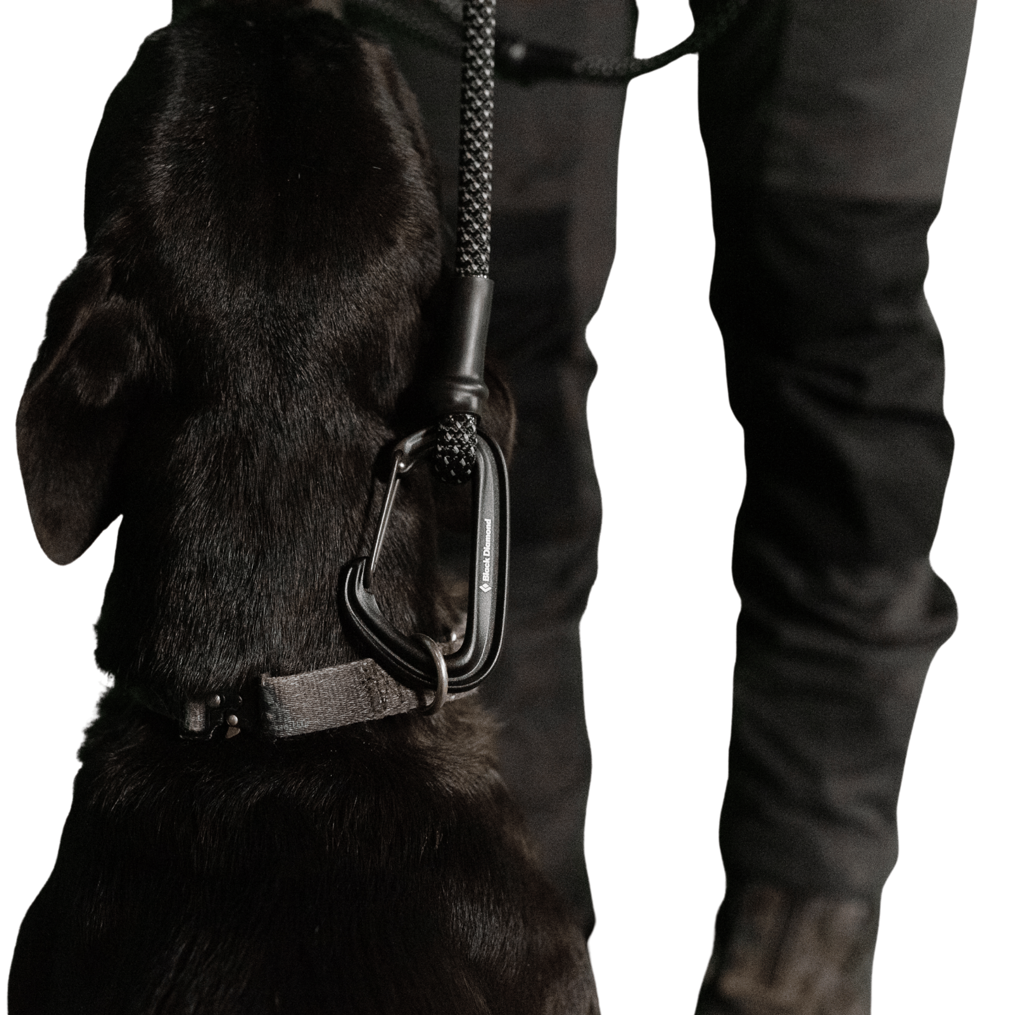 Black Diamond Summit Wire Gate Dog Leash