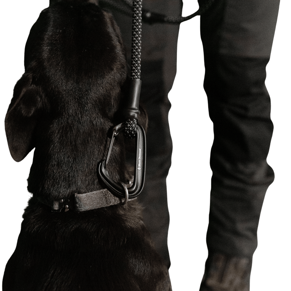 Black Diamond Summit Wire Gate Dog Leash