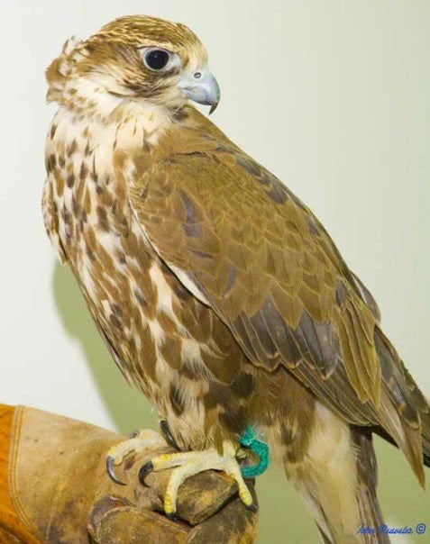 Small bird perched inside a soft-sided animal carrier, calmly awaiting transport or care after a gentle rescue.