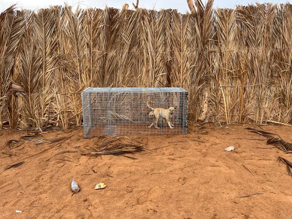 GT610A Auto-Set Humane Dog Trap
