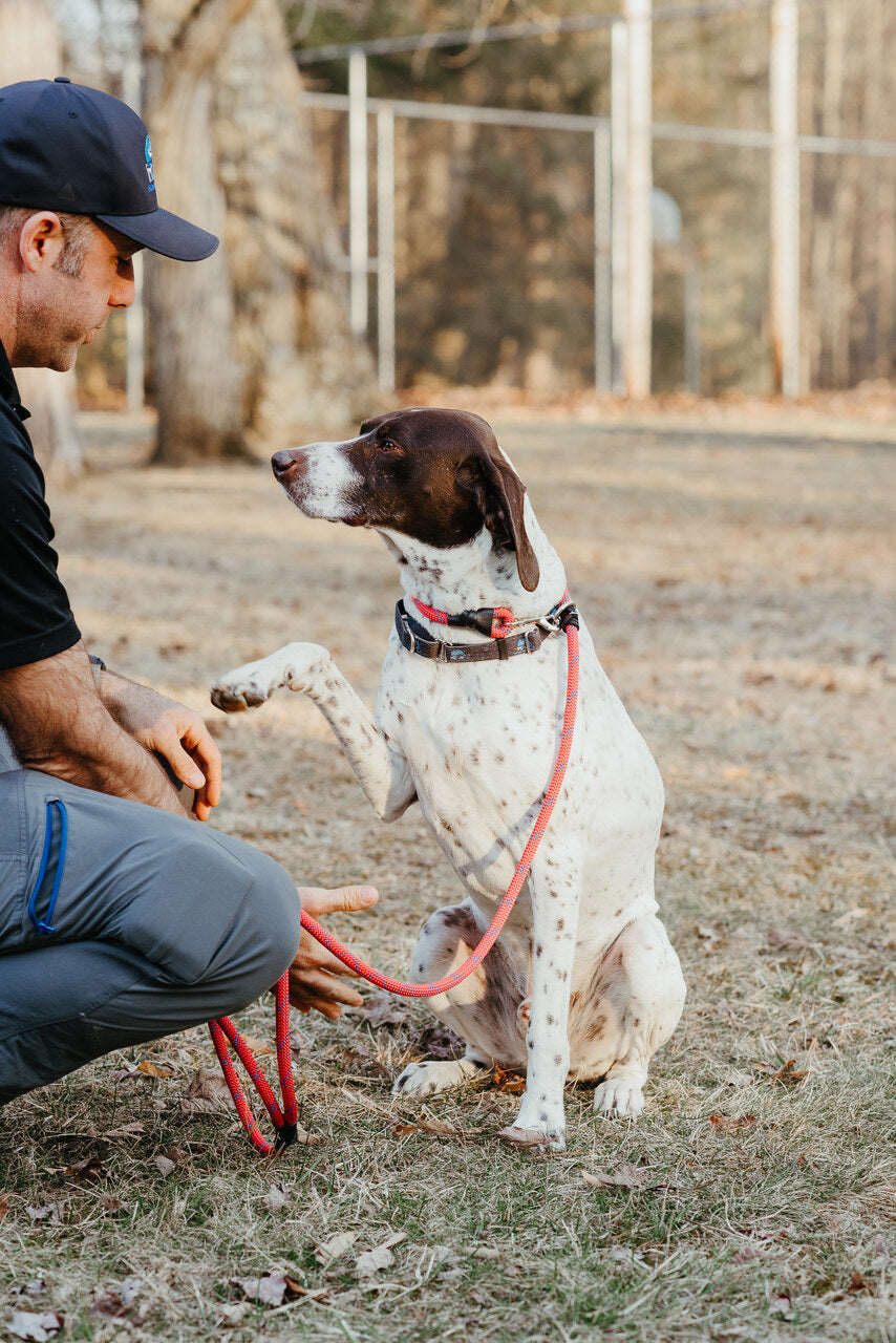 Dual Control Leash, 7'