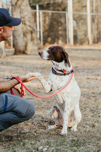 Dual Control Leash, 7'