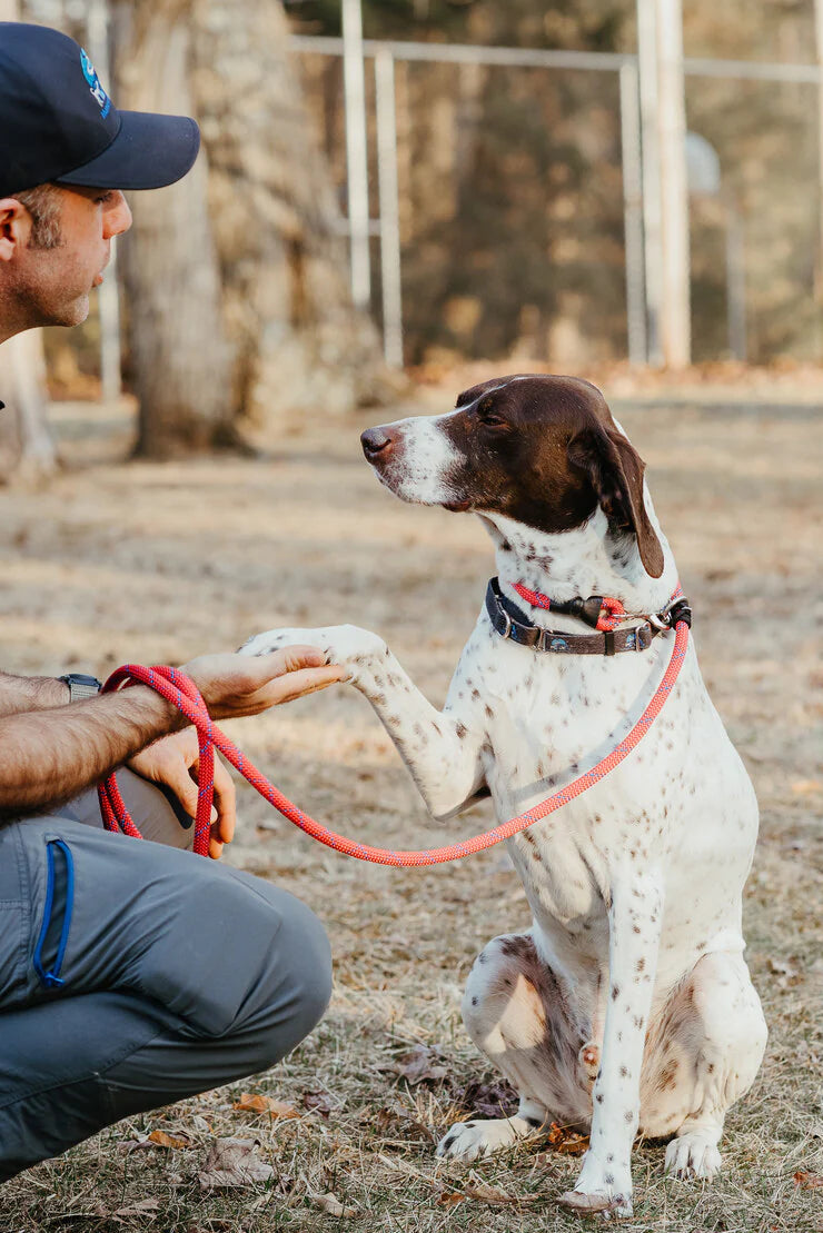 Dual Control Leash, 7'