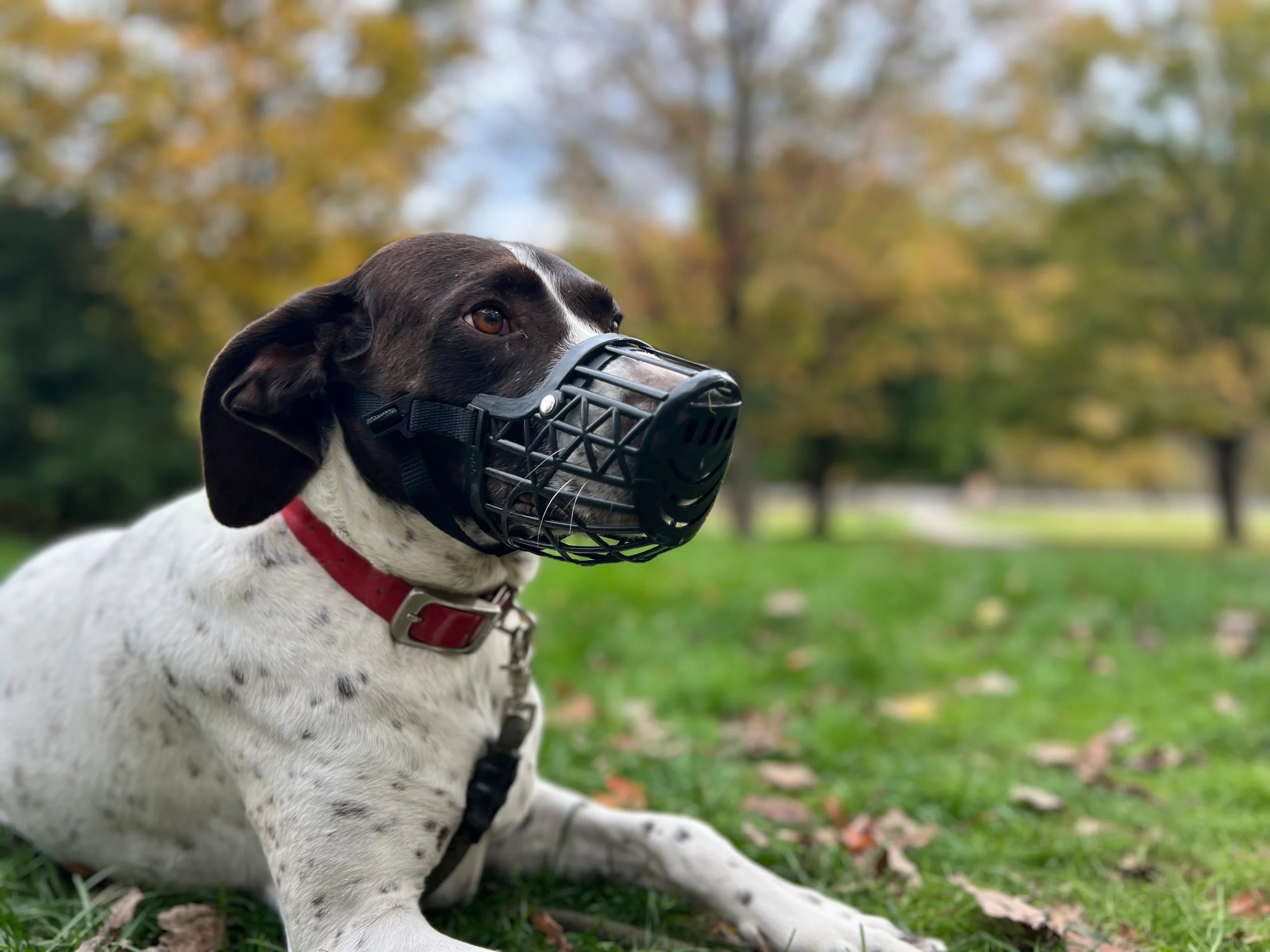Tan dog muzzle on light surface, featuring wide vents, reinforced edges, and premium stitching for animal safety and comfort.