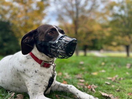 Tan dog muzzle on light surface, featuring wide vents, reinforced edges, and premium stitching for animal safety and comfort.