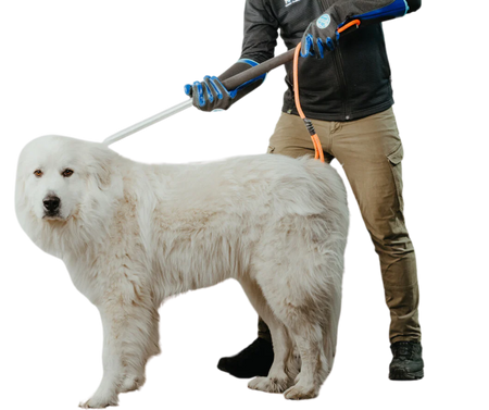 Freeman leash pole with black shaft and red handle, displayed vertically to show loop attachment and control grip.