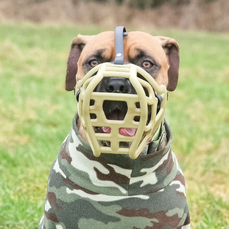Bully Breed Head Strap Bundle