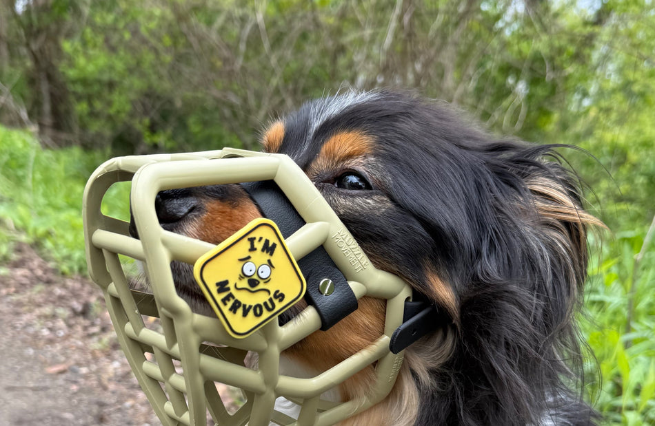Charms - The Perfect Accessory for Every Dog