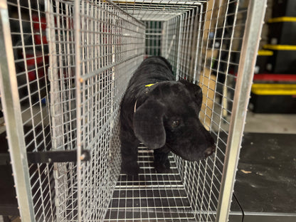 RM42 Dog Restraint Module