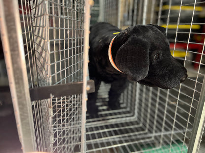 RM42 Dog Restraint Module