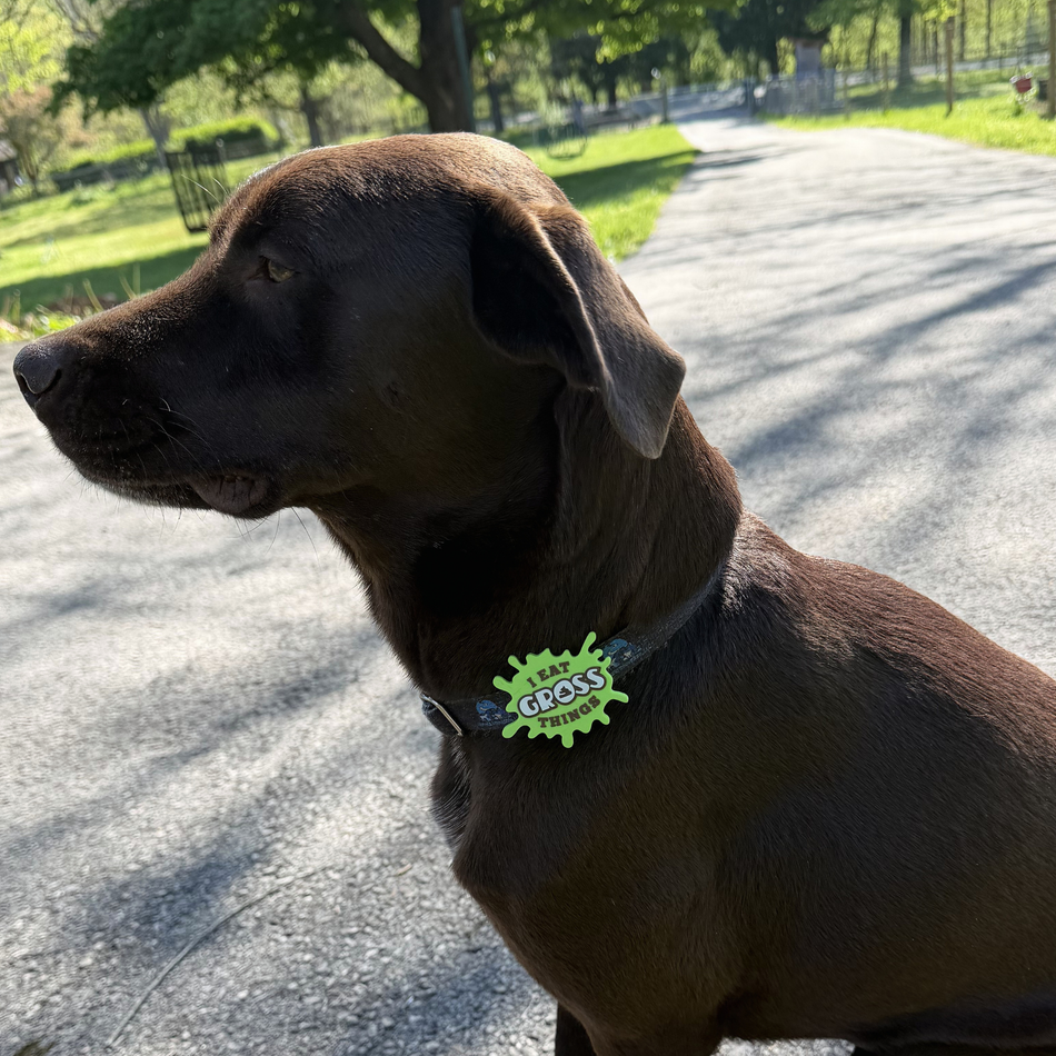 Charms - The Perfect Accessory for Every Dog