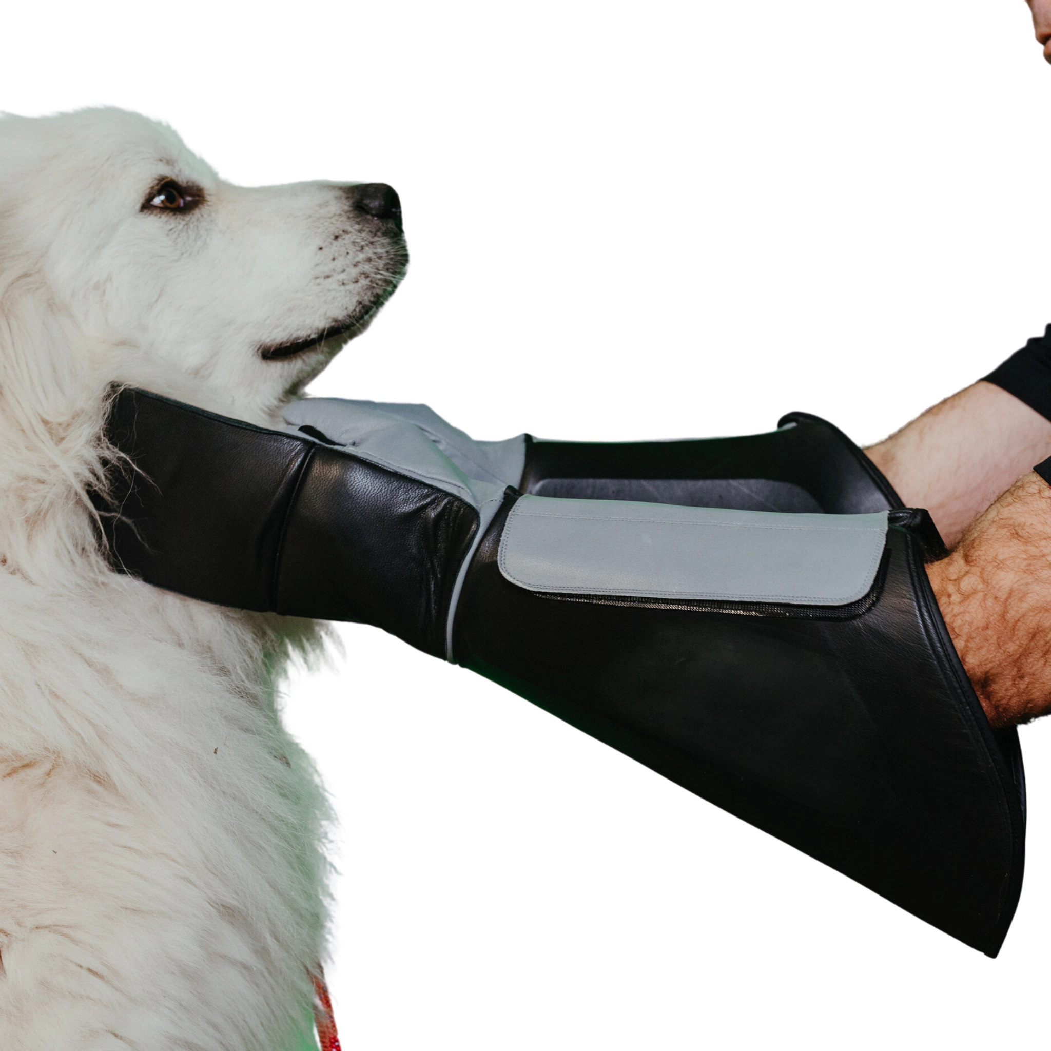 Handler wearing thick black and gray bite glove while safely restraining a large white dog during close-contact animal control.