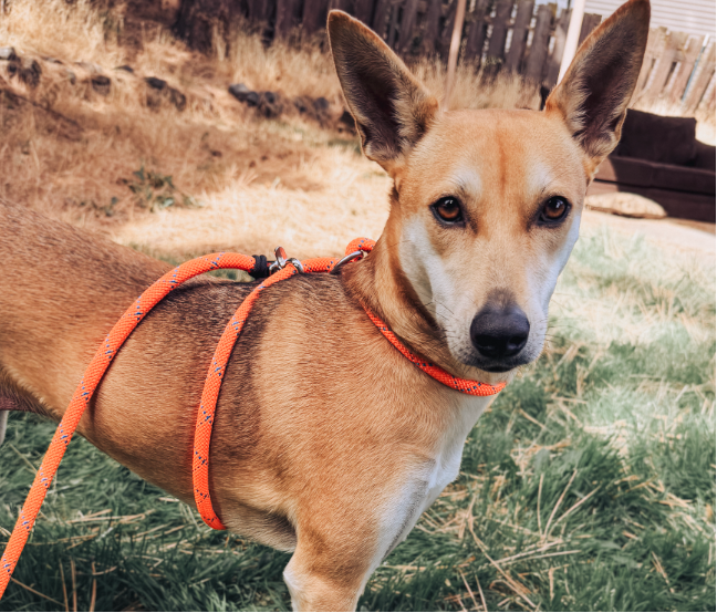 Rescue Pro Harness Leash