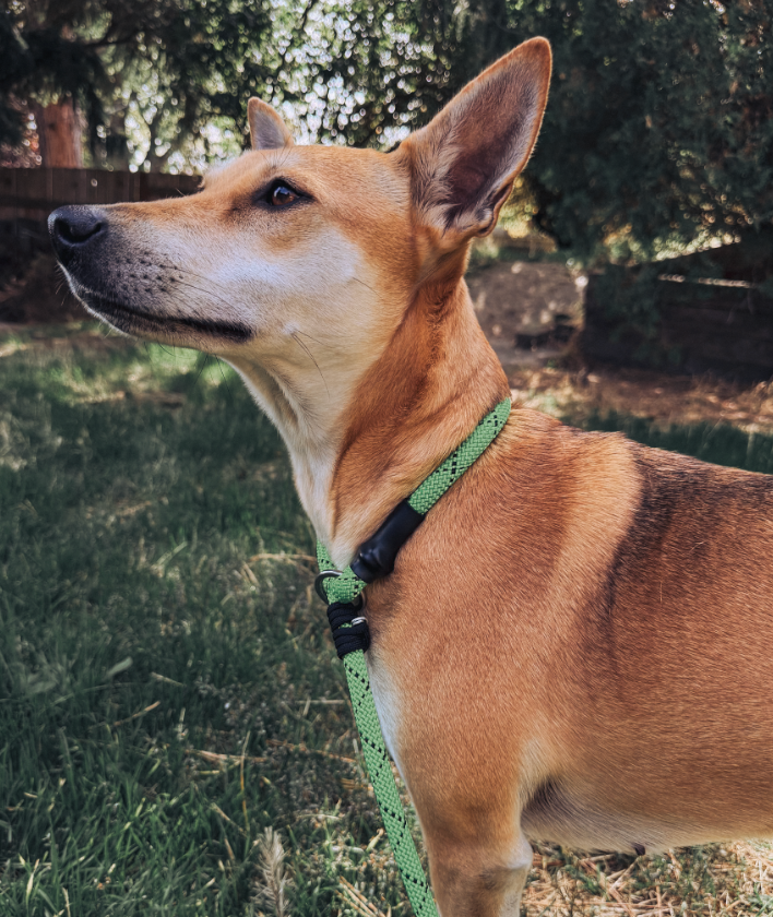 Rescue Pro 6' Leash
