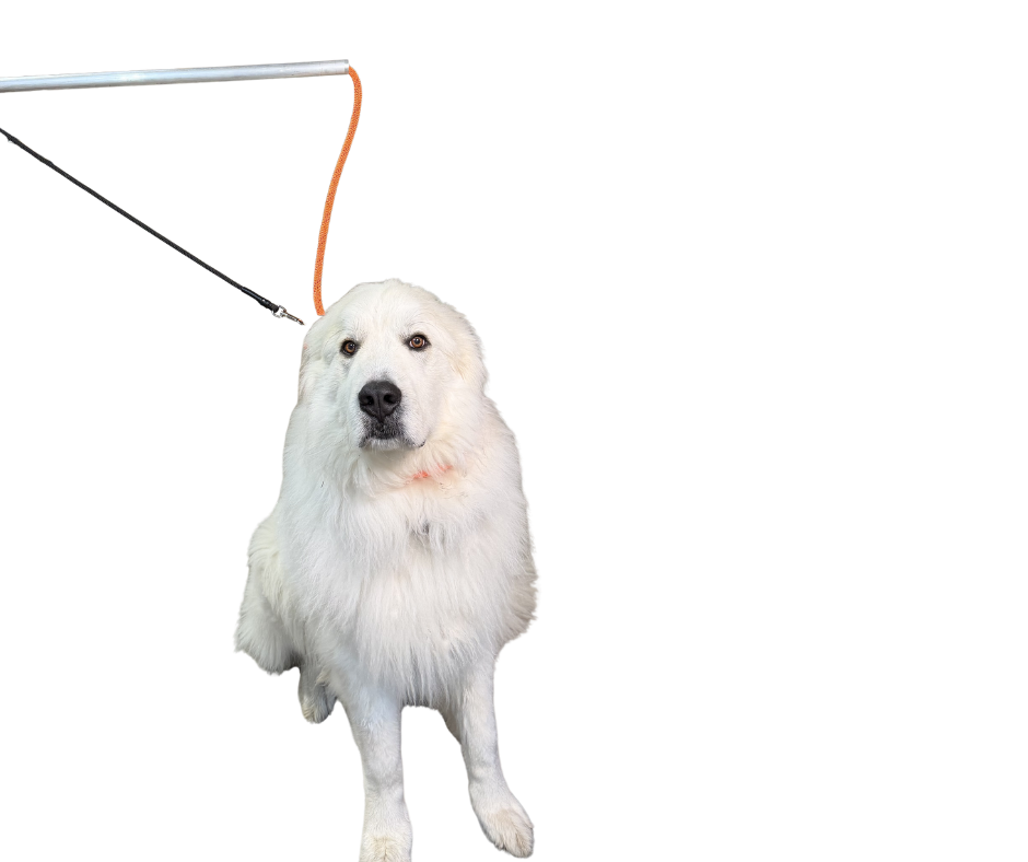 Standard Leash Pole