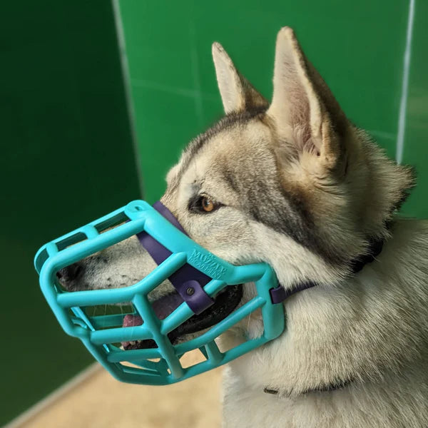 Size Sunny, The Muzzle Movement