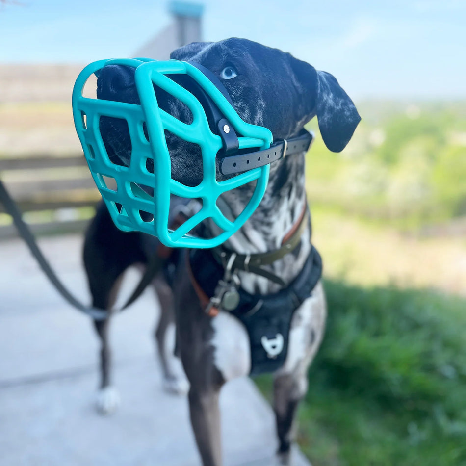Teal and black Harry 2.0 dog muzzle from The Muzzle Movement, crafted with biothane for strength and adjustable secure fit.