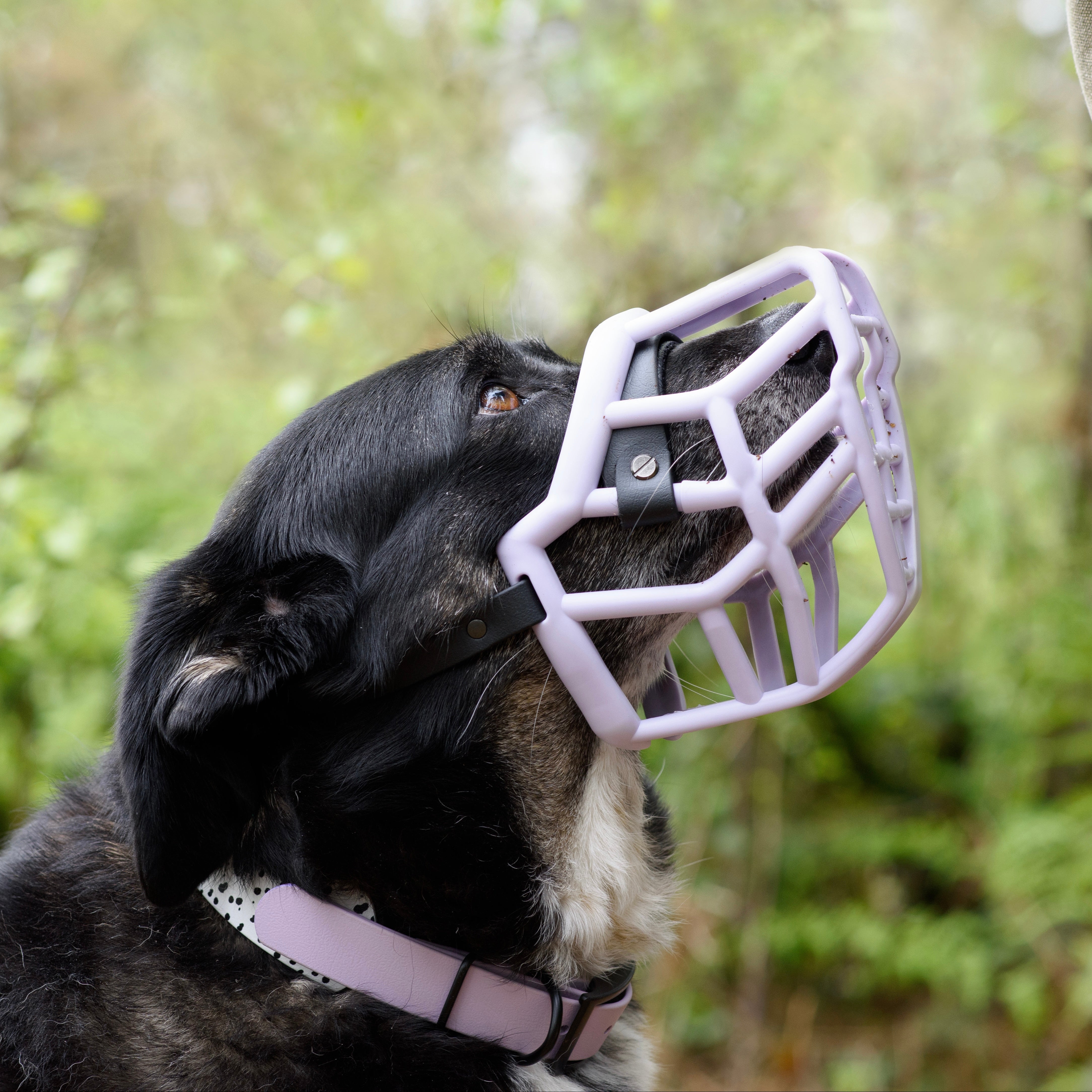 The Muzzle Movement Canine Professional Size Bundle, Multi-Colored