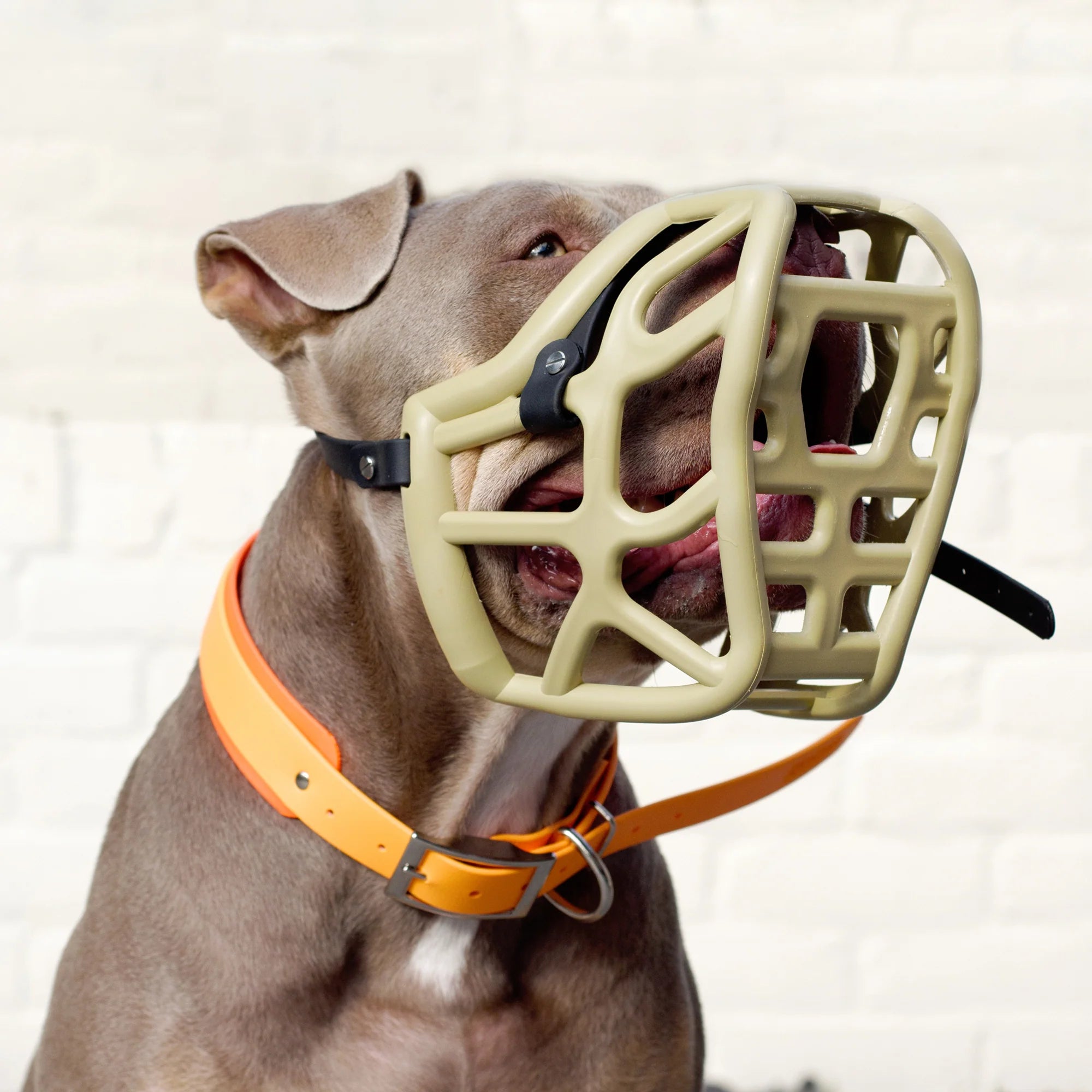 The Muzzle Movement Canine Professional Size Bundle, Khaki Green