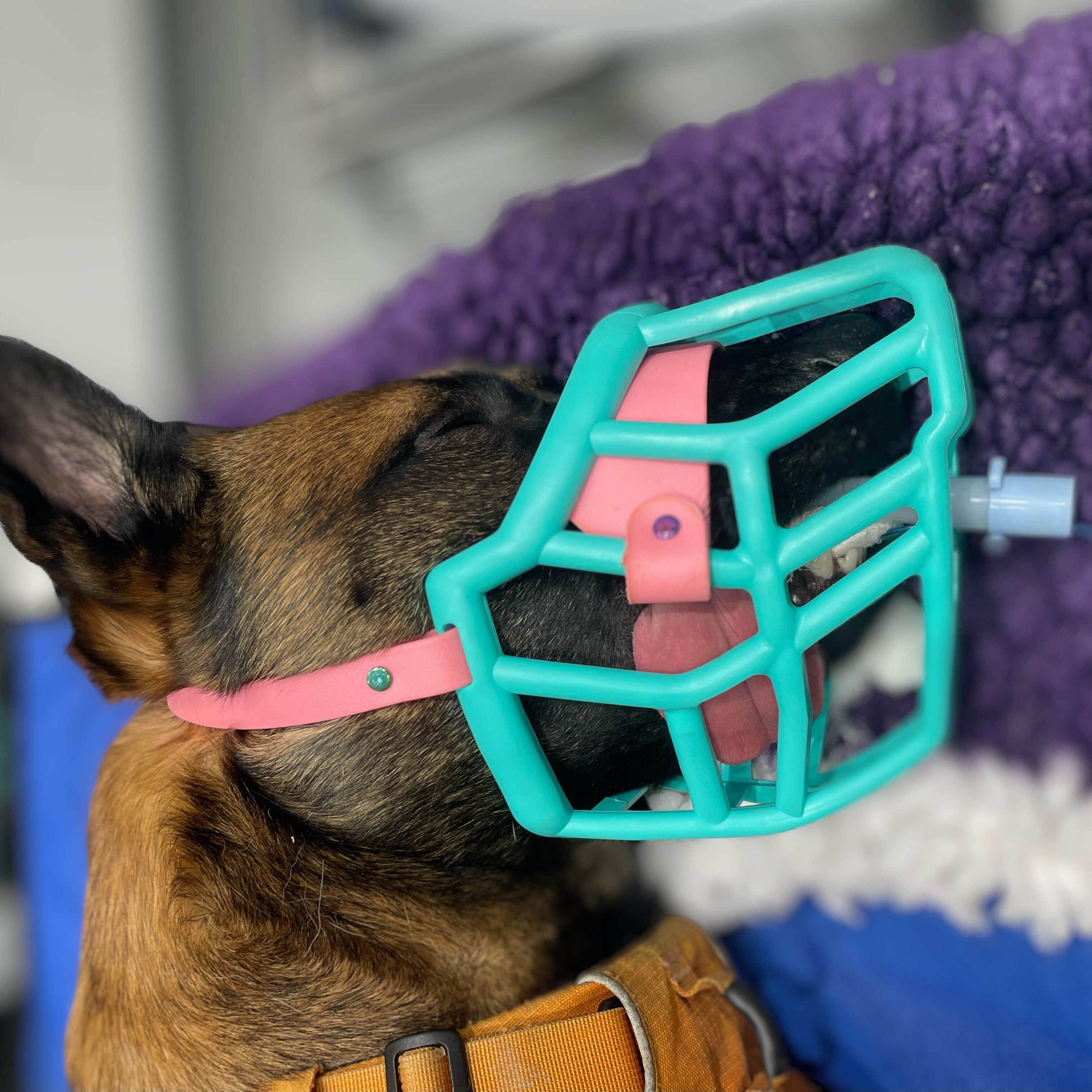 The Muzzle Movement Canine Professional Size Bundle, Khaki Green
