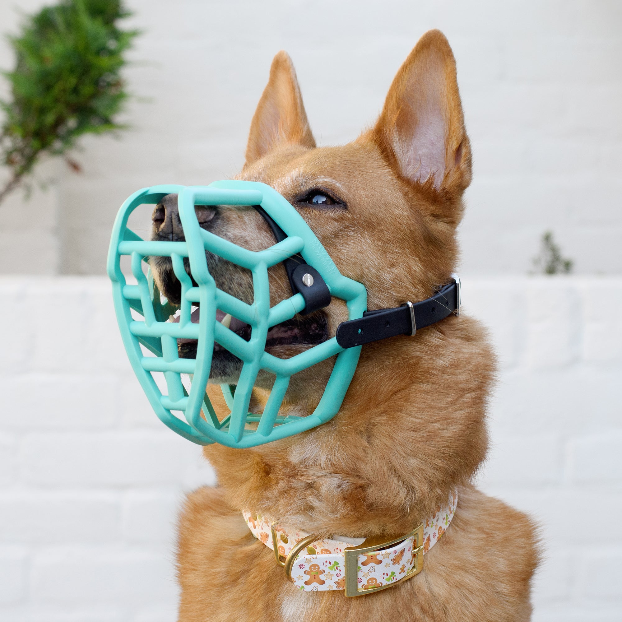 The Muzzle Movement Canine Professional Size Bundle, Teal Color