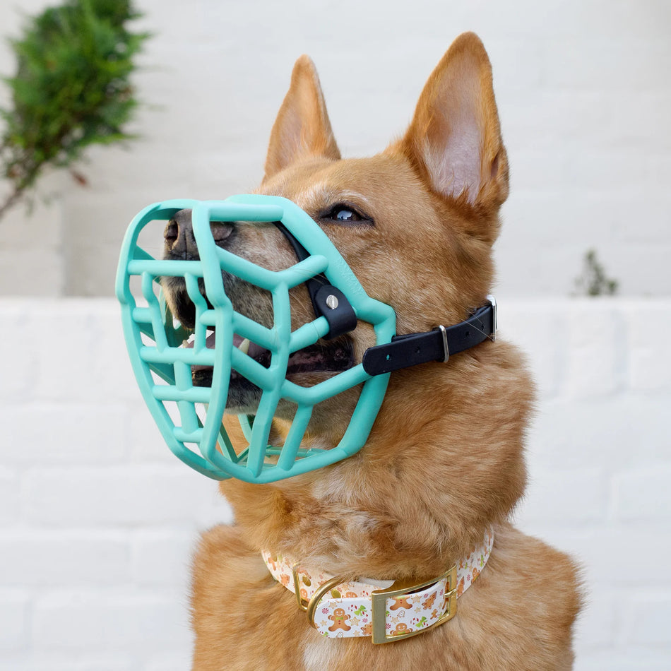 The Muzzle Movement Canine Professional Size Bundle, Teal Color