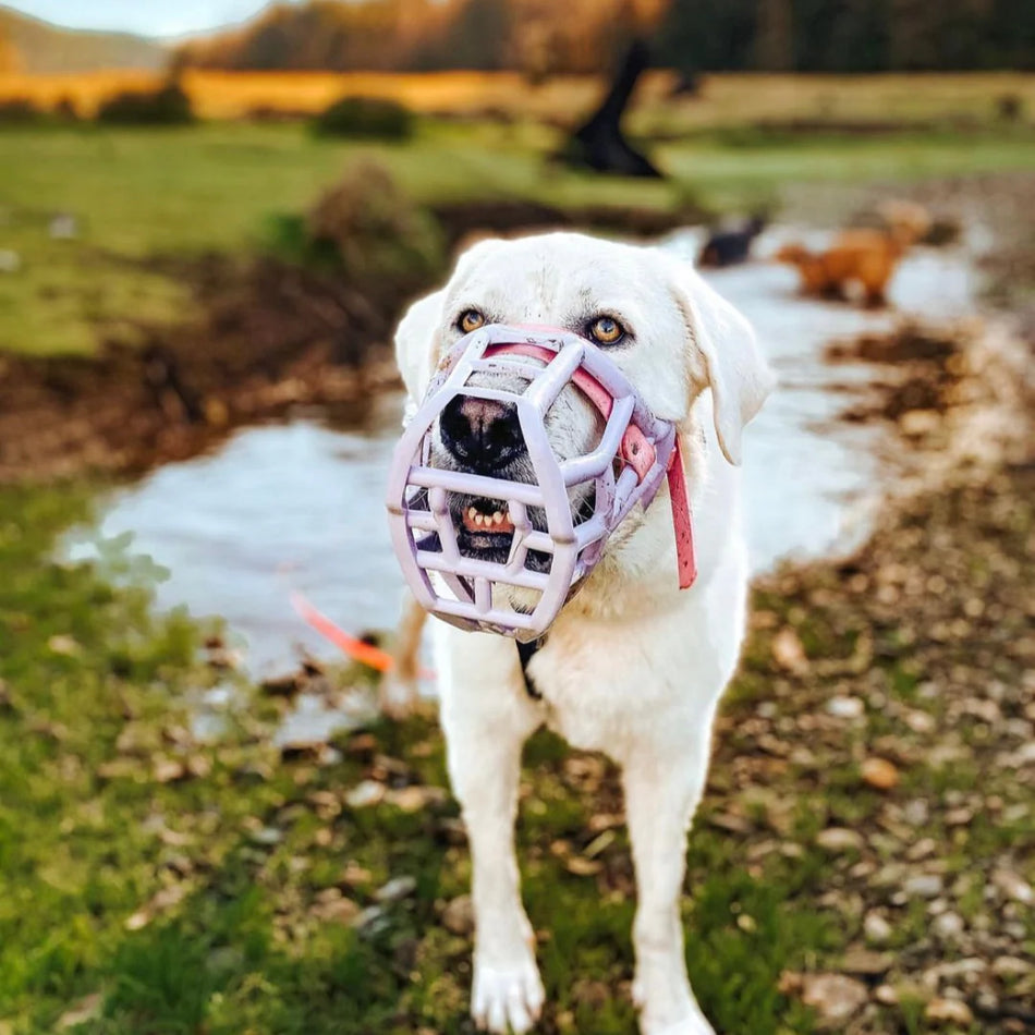 The Muzzle Movement Canine Professional Size Bundle, Multi-Colored