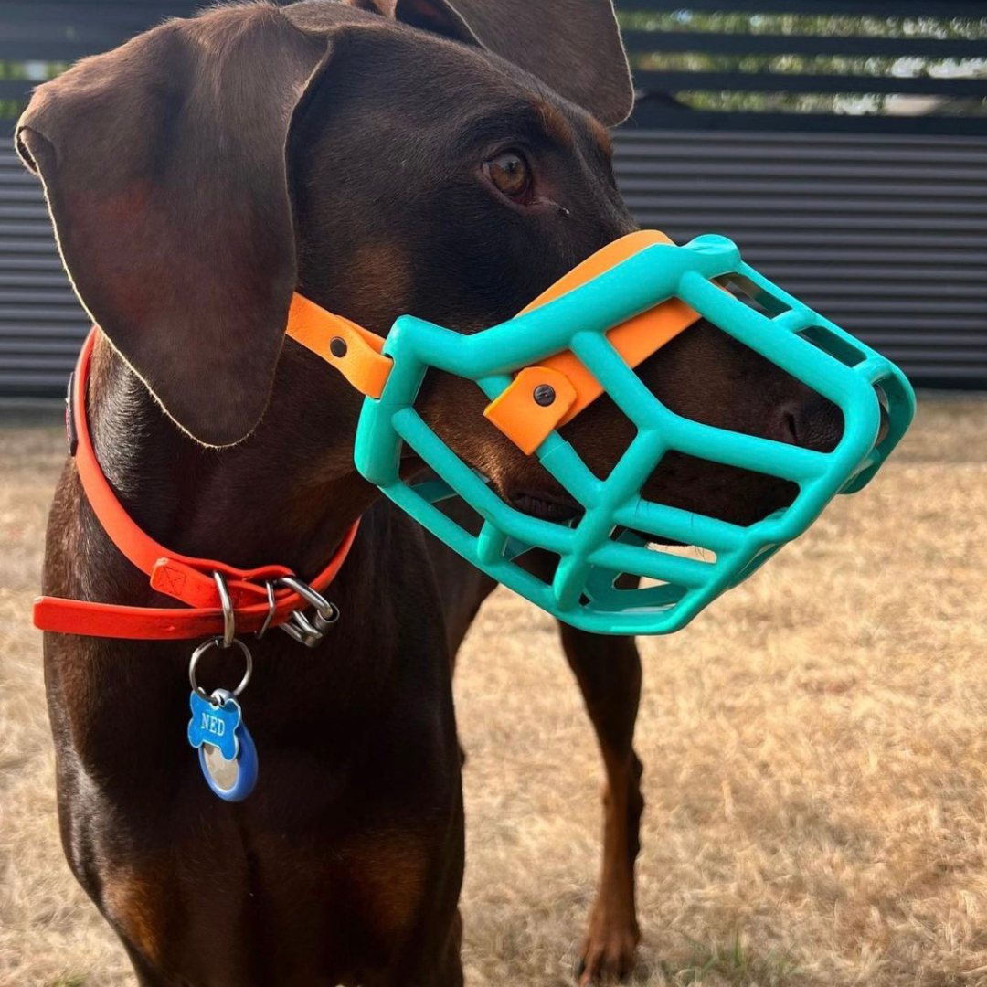 The Muzzle Movement Canine Professional Size Bundle, Teal Color