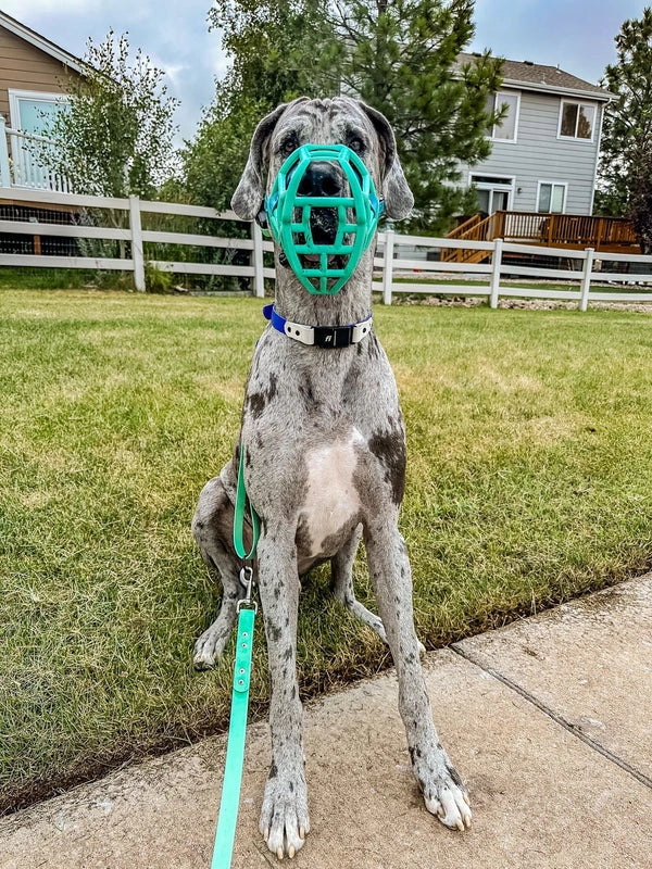Size Sunny, The Muzzle Movement