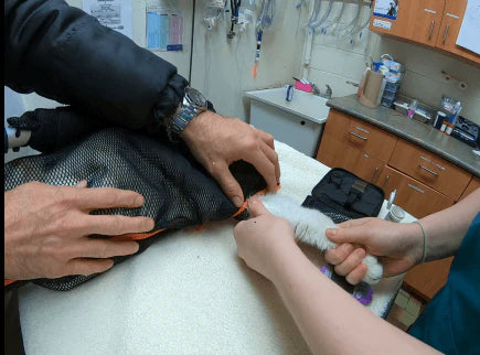 Cat being examined inside a Freeman net cage, demonstrating a hands-free and secure approach to feline handling and care.