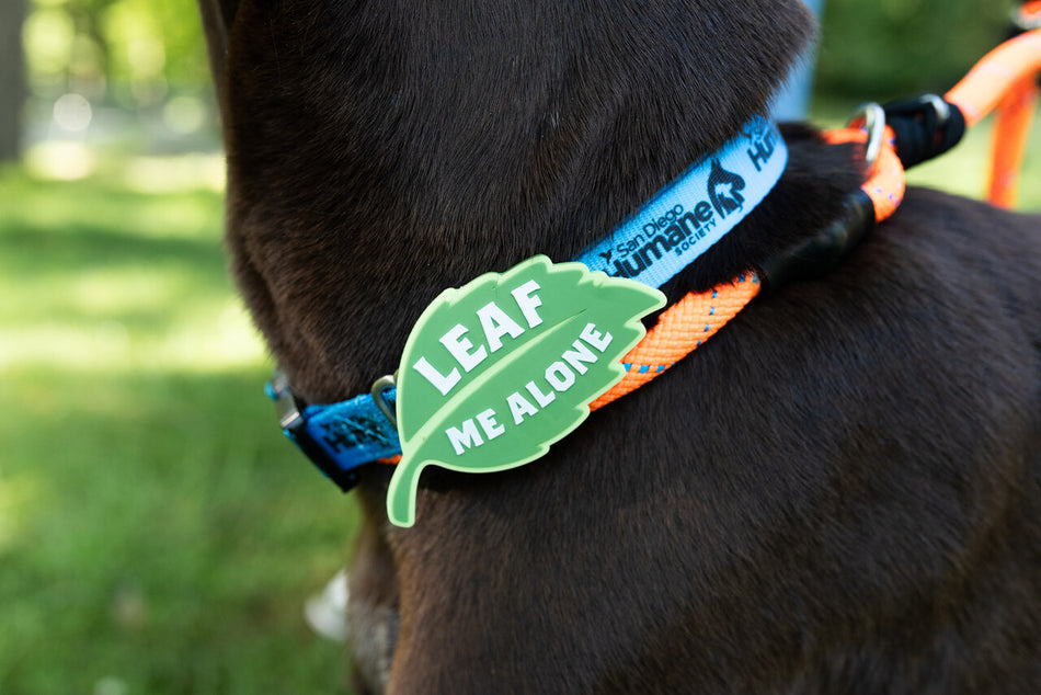 Charms - The Perfect Accessory for Every Dog
