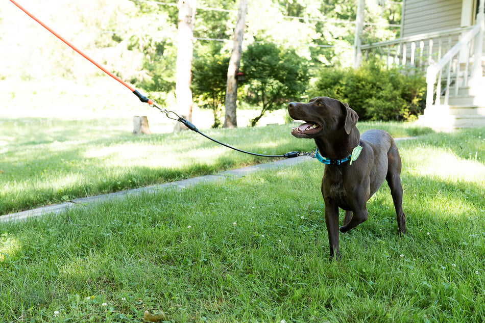 Leash Leader