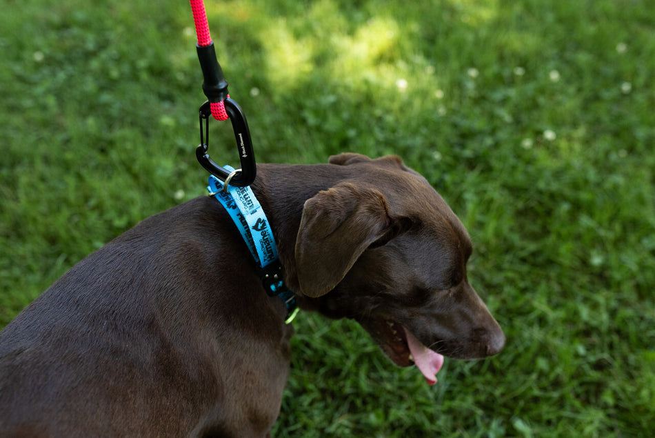 Black Diamond Summit Wire Gate Dog Leash