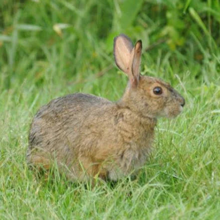 Close-up of a rabbit inside a secure humane trap, emphasizing gentle capture methods used in small animal control work.